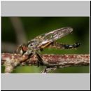 Neoitamus cyanurus - Raubfliege m03 Deister.jpg